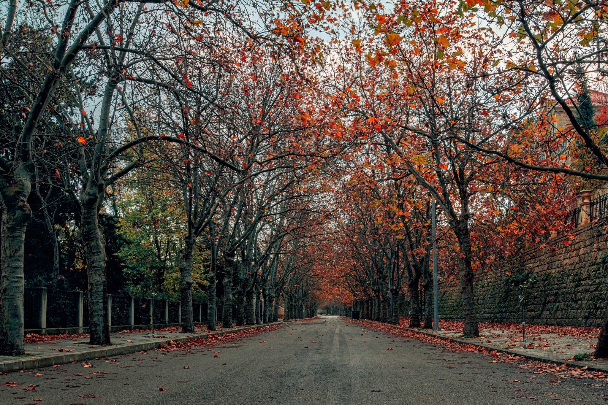 Mel Wanders – 9 Places To See Autumn Leaves in Lebanon